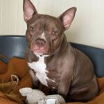 Roxy(1)