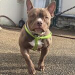 Roxy(2)