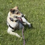 Spike(2)